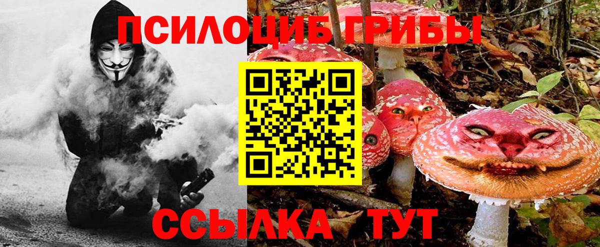 Галлюциногенные грибы Psilocybe Мичуринск
